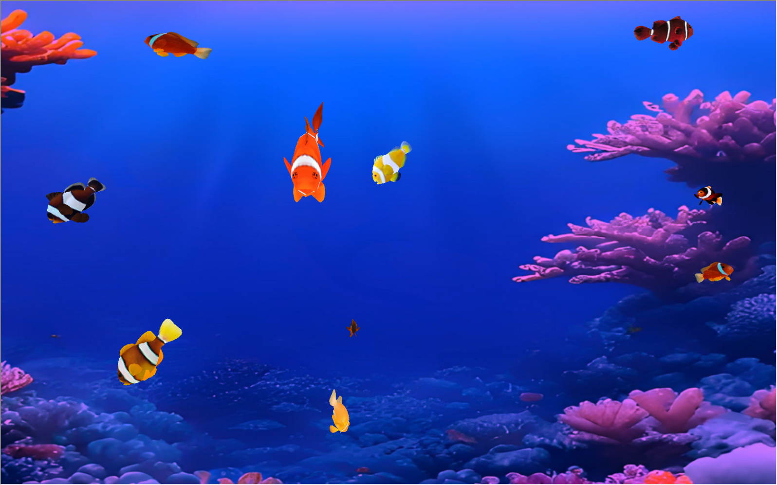 Coral Clownfish