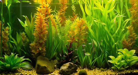 Dutch style  aquarium landscaping