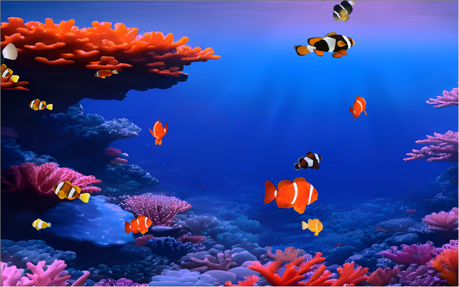Clownfish Tank