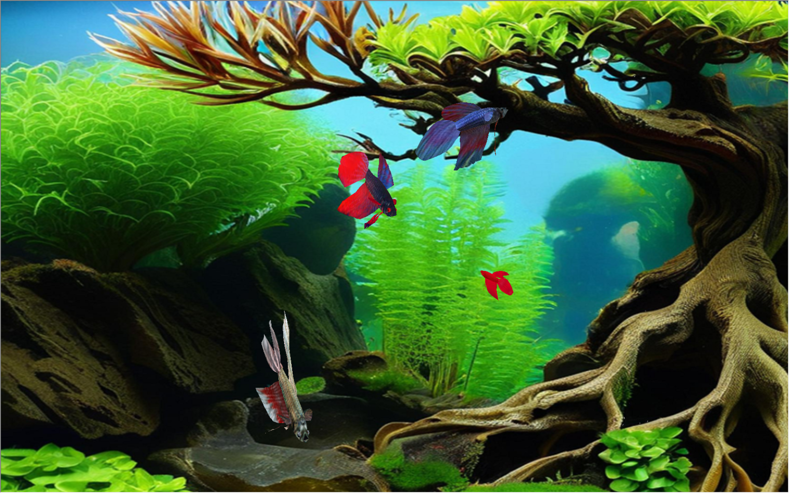 Betta Fish Aquarium
